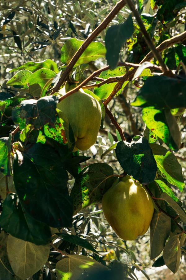 Casa Nova Agroturismo Resende Eksteriør billede